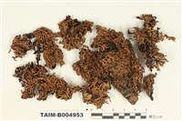 藏品(孔梅衣)的圖片